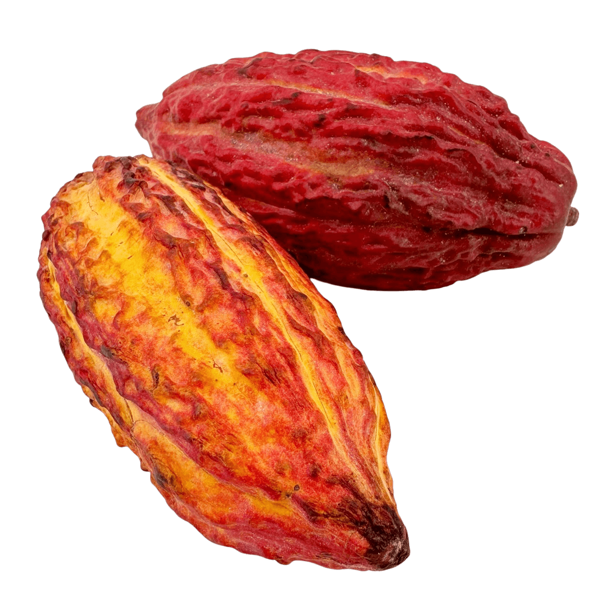 Fresh cacao pod